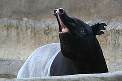 Reflejo de Flehmen en tapir de lomo negro
