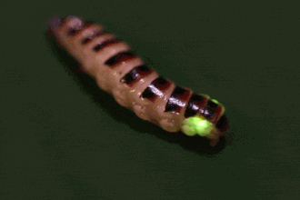 Una larva de escarabajo realizando una locomoción rectilínea sobre una superficie.