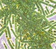 Biomasa bacteriana global