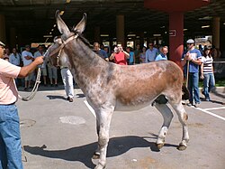 Semental de asno