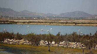 Flamencos en las salinas