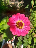 Detalle de la flor de Zinnia elegans