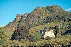 Viñedo al pie del Drachenfels en Renania del Norte-Westfalia, Alemania