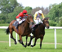 Carrera de caballos purasangre
