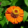 Variedad de colores en inflorescencias de Zinnia elegans