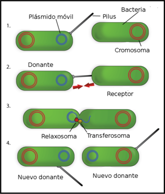 Esquema ilustrativo de los pasos de la conjugación procariota