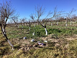 Representación de residuos plásticos dispersos en zonas de cultivo.