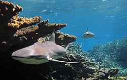 Tiburones en las aguas del Arrecife Kingman
