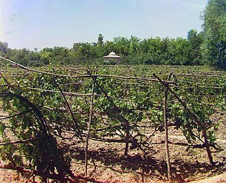 Estructura de parrales tradicionales en áreas de cultivo.
