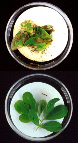 Hojas de cacahuate protegidas por toxinas Bt