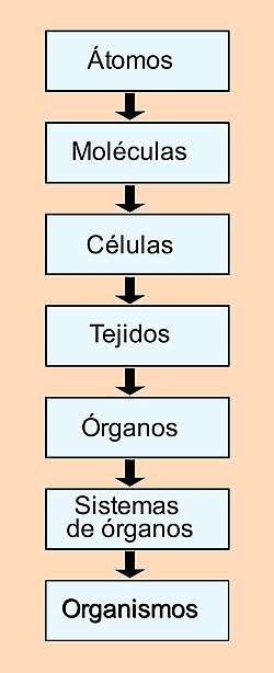 Diagrama de niveles de organización del cuerpo humano