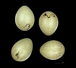 Huevos de Garrulus glandarius rufitergum