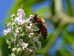 Abejas transportando polen al libar flores
