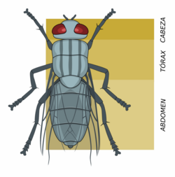 Ejemplo de tagmas o regiones corporales en un insecto