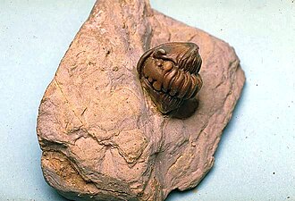 Flexycalymene meeki