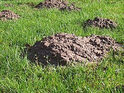 Montículos de tierra generados por topos en zonas verdes