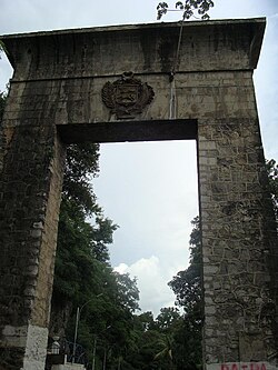 Ejemplar de yagrumo creciendo en un monumento