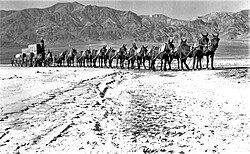 Fotografía histórica de un equipo de 20 mulas en el Valle de la Muerte, California