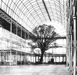 Olmo en el interior de la galería