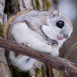 Ardilla voladora siberiana (Pteromys volans) asomada