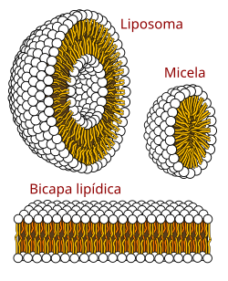 Esquema de autoorganización de fosfolípidos en micela, liposoma y bicapa lipídica