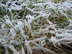 Gramínea cubierta de hielo