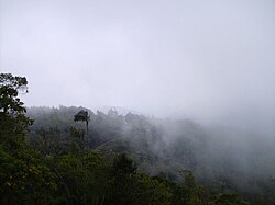 Panorámica de una selva nublada en la Colonia Tovar, Venezuela.