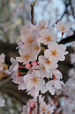 Flores de cerezo como símbolo de la fugacidad.