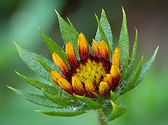 Flor de Gaillardia aristata abriéndose