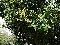 Árbol de la familia Anacardiaceae