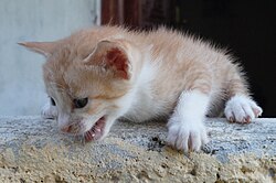 La piel de gallina en el gato debido al miedo a la altura.