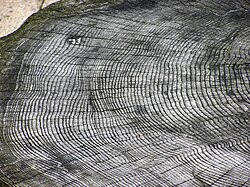 Anillos de crecimiento en un tronco de árbol