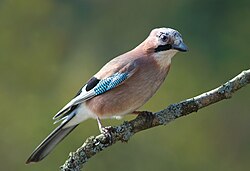 Ejemplar de Garrulus glandarius posado