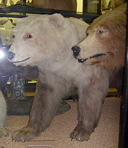 Espécimen de híbrido de oso exhibido en museo.