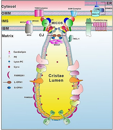 Estructura de membranas mitocondriales destacando la membrana externa e interna y el espacio intermembrana