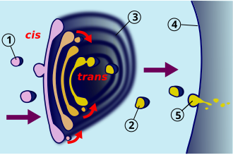 Esquema del transporte en un dictiosoma mostrando vesículas del retículo endoplasmático y de exocitosis