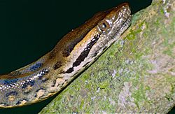 Detalle del cuerpo y patrón de escamas de Eunectes murinus.