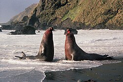 Pelea de machos de elefante marino