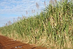 Plantas de caña de azúcar en un campo agrícola.