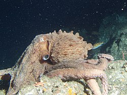 Enteroctopus dofleini o pulpo gigante