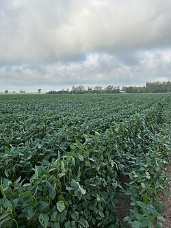 Campo cultivado con plantas de soya.