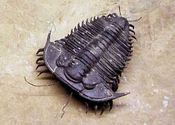 Reconstrucción museográfica de un trilobite