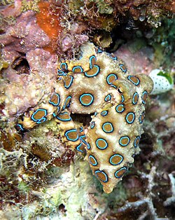 Pulpo de anillos azules exhibiendo su coloración de advertencia.