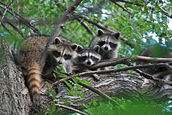 El mapache boreal se extiende a lo largo de los cuarenta y ocho estados continentales.
