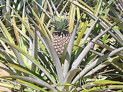 Ilustración general y detalles taxonómicos de las bromeliáceas