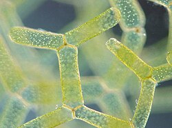 Alga Hydrodictyon reticulatum representando a un fotoautótrofo acuático.