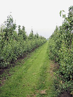 Monte frutal de Pyrus communis (perales) con tapiz vegetal.
