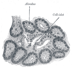 Representación histórica de acinos exocrinos e islotes endocrinos según microscopía óptica.