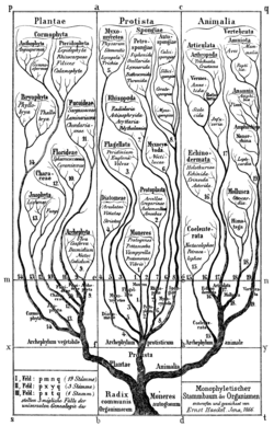 Esquema del árbol de la vida de Haeckel