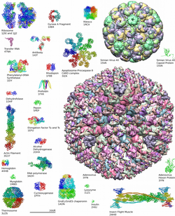 Ejemplos de estructuras proteicas